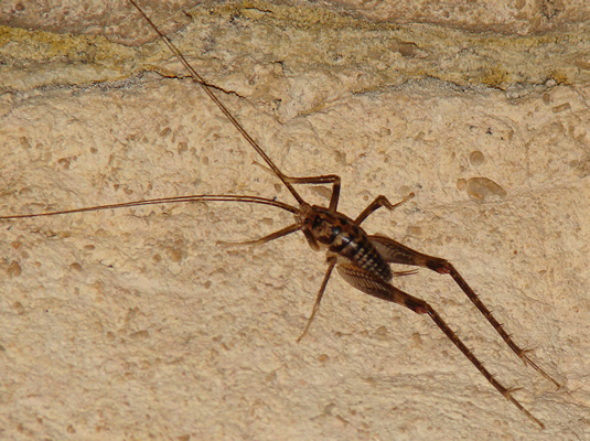 Cave Cricket